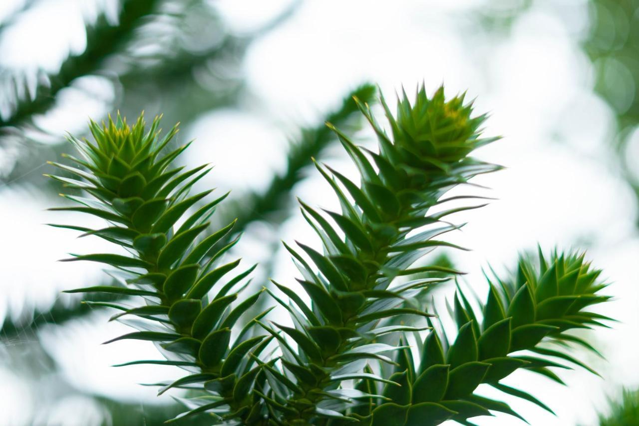 Le Gite Araucaria Le Tilleul Exteriér fotografie